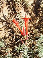 Epilobium canum 'Sierra Salmon' (en Corse) (02) (Photo F. Mrugala)